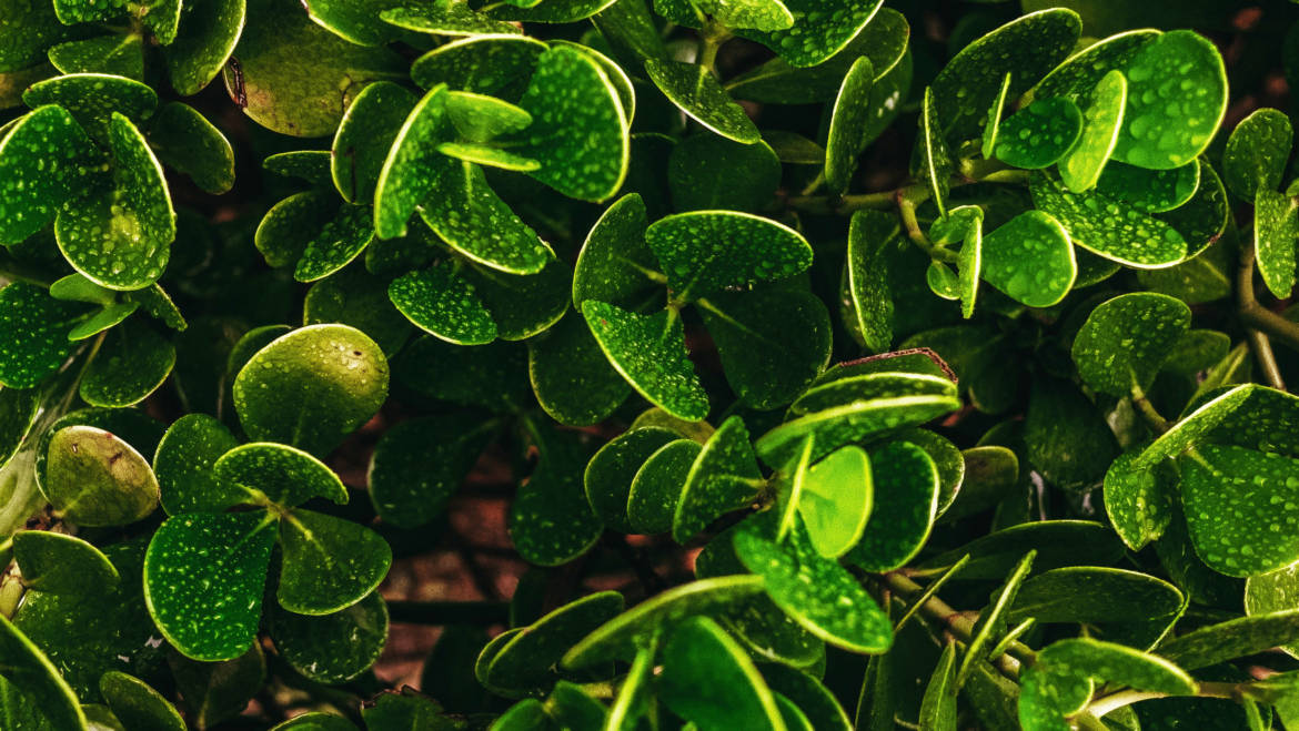 Trattamenti per il verde